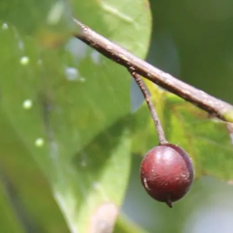 thumbnail for publication: Celtis laevigata: Sugarberry